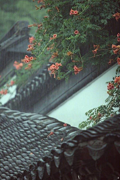 尔雅·采集到■ 【一捧°  雨声】