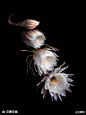 花瓣网：#花瓣爱摄影#昙花一现，美丽的开花时间却只有3至4小时。-来自[花瓣] http://t.cn/zOvSRwp