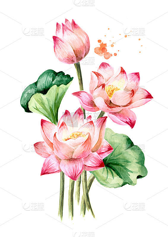 一束美丽的粉红色荷花和绿色的叶子。手绘植...