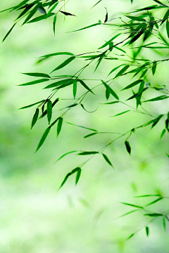 黛雨幽兰采集到唯美*梦幻