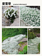 本期更新： #夏雪草#满天星吉普赛#薄雪万年草#黄金过路黄#地被植物