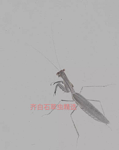 沫紫璃采集到草虫