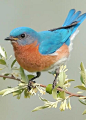 Bluebird - photo by William Jobes                                                                                                                                                                                 More