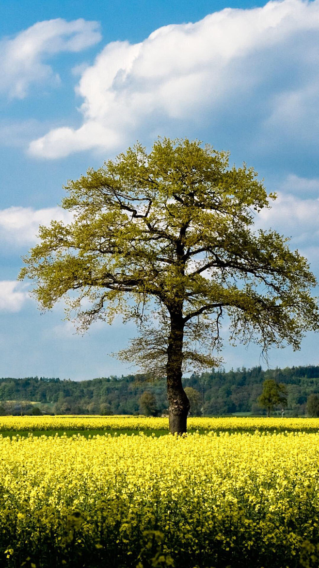 09:55春天里的油菜花风景班干部管班干部该采集也在以下画板加载更多