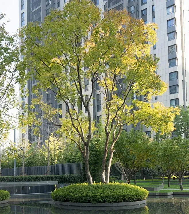 丛生乌桕2-花瓣网
