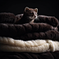 w_gcd_Mink_material_clothing_type_stacked_black_background_fb85a886-4565-45dc-909b-e149933540ee