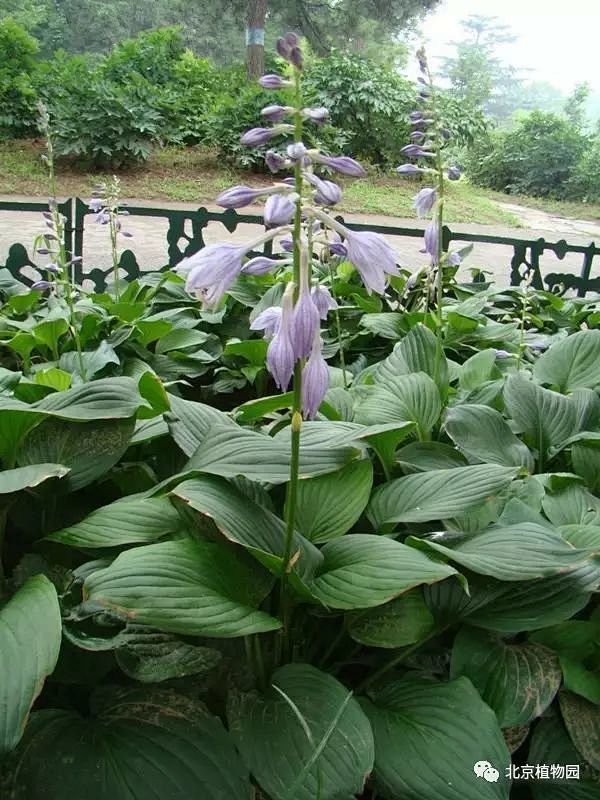 紫萼（Hosta ventricosa）