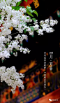 108张图看尽紫禁城的春夏秋冬 : 本文来自：微故宫（ID：weigugong），版权归其所有。 　　办公室门前有棵杏树，每逢三月便满树花开，之后硕果累累，最后落叶归根。 如此岁月往复，让我们萌生了记录紫禁城 一年中的景色的想法。 如今春去春又归，紫禁