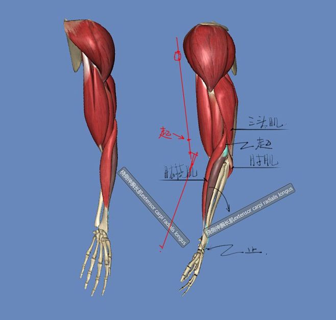 人体骨骼姿势绘画解剖草图参考合集