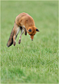 beautiful-wildlife:

Jump by Richard Hansen