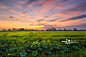 稻,田地,绿色,俄亥俄河,日落正版图片素材