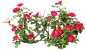 #草类# #植物PNG# #PNG素材# #绿叶# #藤蔓# #叶子PNG# #花朵# #薰衣草# #玫瑰# #花PNG# #荷花素材# #荷叶PNG# #荷花PNG#