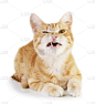 野生猫科动物,不高兴的,照片,分离着色,平衡折角灯,猫的叫声,姜黄色的猫,猫,奇异的,尖牙
