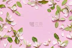 春天的自然背景。美丽的盛开的春天的花与绿色的叶子粉红色的背景平躺在顶视图。春观，花构成，花开娇嫩。花