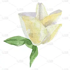 黄色玫瑰花水彩插图。手绘植物插图孤立在白色背景上。婚礼邀请插图，婴儿淋浴装饰，标志