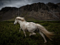【奔跑的精灵】
这张照片是摄影师追在马身后拍摄的。
摄影师：Johann Karlsson