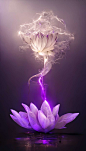 紫色爆款莲花