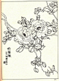 花卉线描资料，《白描花卉》