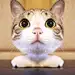 catcatcat