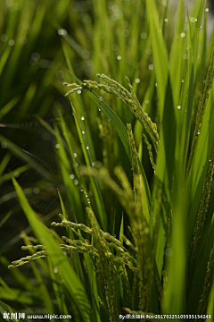 雨湿了妆采集到天然植物素材
