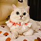 #猫咪#英短银渐层#可爱萌宠