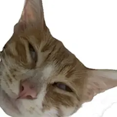 万能接话猫meme表情包 - 小红书