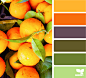 Design Seeds® | find your palette