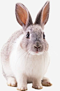 兔子png免抠素材_新图网 https://ixintu.com 兔子 生肖 小白兔 动物 宠物 可爱 萌 动物拍摄 可爱免抠 免费下载