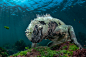 Camouflage Rhino