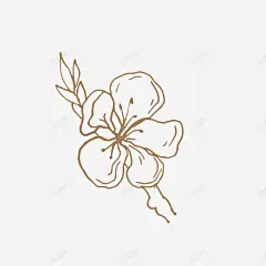 手绘樱花免扣墨水钢笔花卉插画典雅装饰包装设计图形 钢笔 元素 免抠png 设计图片 免费下载 页面网页 平面电商 创意素材