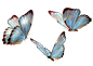 蝴蝶 imgbin_butterfly-png