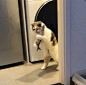 00745YaMgy1h35f041wq9j30gt0gogm1.jpg (605×600)
