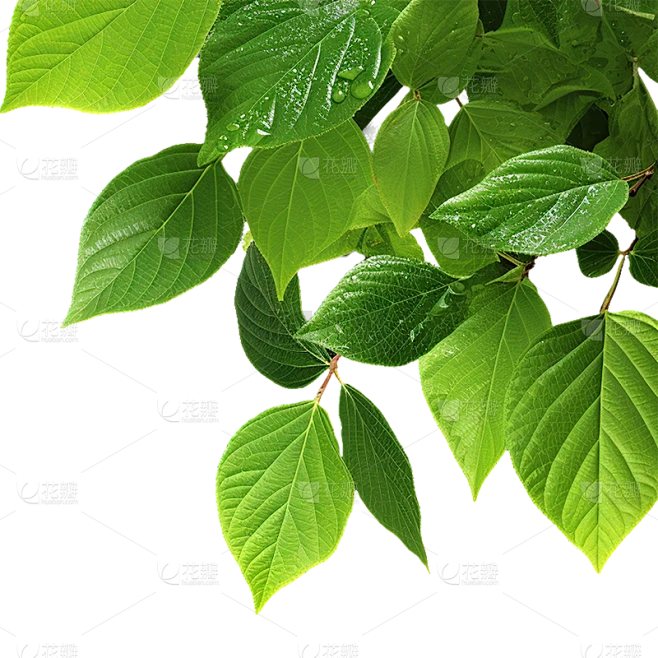 通用绿色树叶植物叶子元素贴纸素材-花瓣网