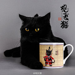 欧尼酱酱酱采集到猫控