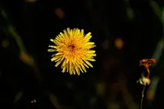 精致小花电脑宽屏壁纸_360图片