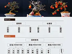 #盆景｜老鸦柿品种 大合集
