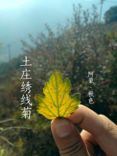 流离孤岛采集到杂集