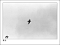 水冢上空的鸟锦溪照片 摄影 图片 photo picture