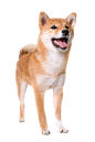 柴犬8