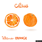 citrus fruits 水彩 水果 矢量 图案 美味水果餐饮美食插画绘画