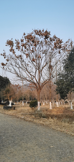 maryzhao采集到植物—点景树及树池