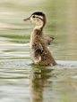 llbwwb:


(via 500px / Duckling Dry-Off by Peter Brannon)