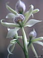 Encyclia fragans orchid