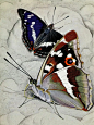 100艺术家20|Paul蝴蝶生态博物画26张收藏 - 小红书