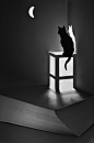黑色的猫咪其实是暗夜里的精灵