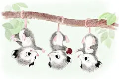 #P大点S# Syndey Hanson，一个艺术家，她制作最可爱的插图。不同的动物，不同的可爱之处，可爱的小驴，豚鼠夫人，勤劳的蜜蜂，她的艺术很可能让你微笑。在她的图纸上，你可以看到温柔，你会感受到微笑。#插画#