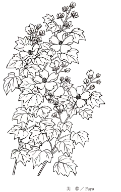 15芙蓉花