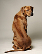 Dogs