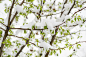 雪,植物群,公园,白色,自然,清新,环境,冬天,图像,花朵