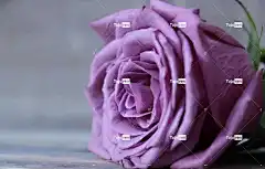 玫瑰 花壁纸 弗洛里邦达 玫瑰绽放 开花 盛开 花 紫色的